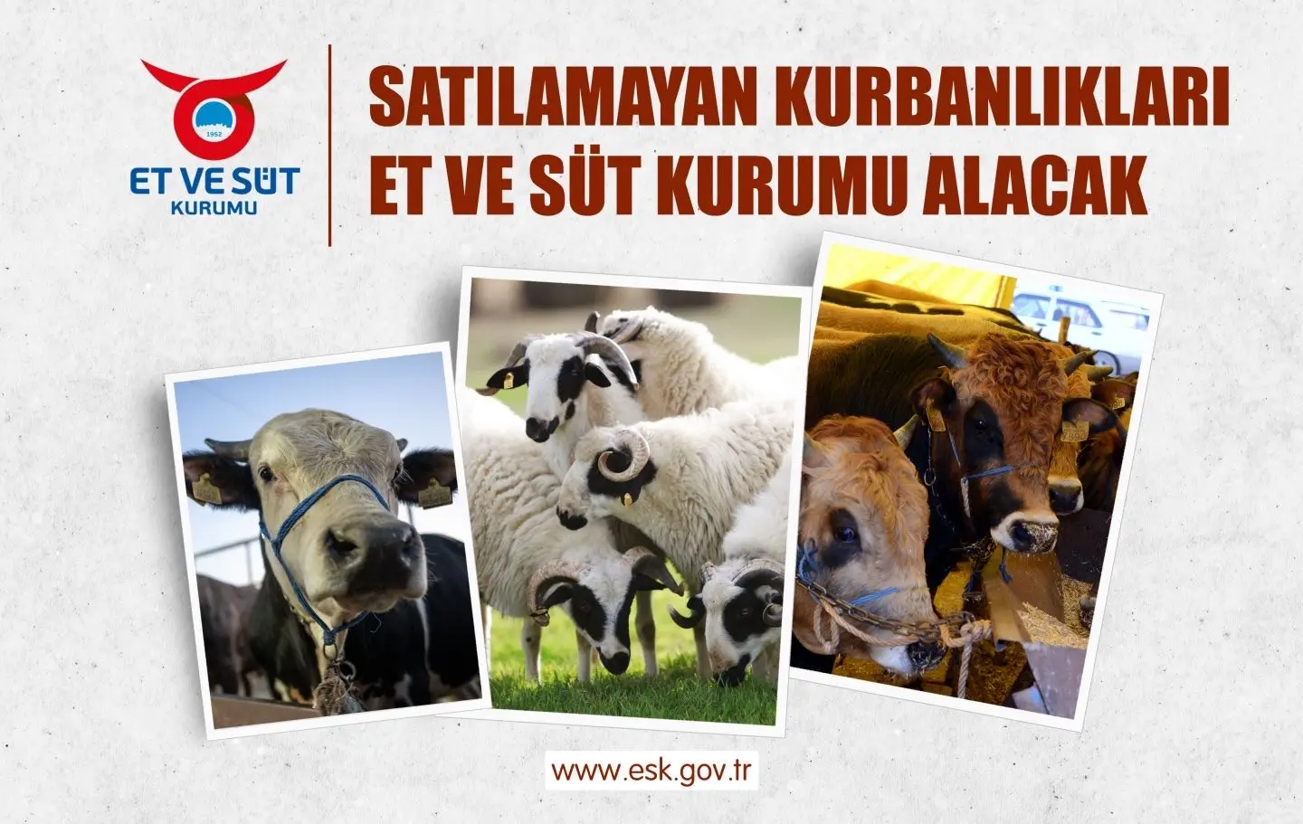 Kurban Bayramı'nda satılamayan hayvanlar alınacak