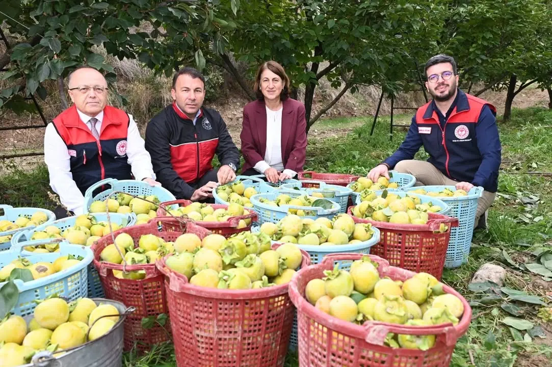 Trabzon hurması hasadı Honaz'da gerçekleştirildi