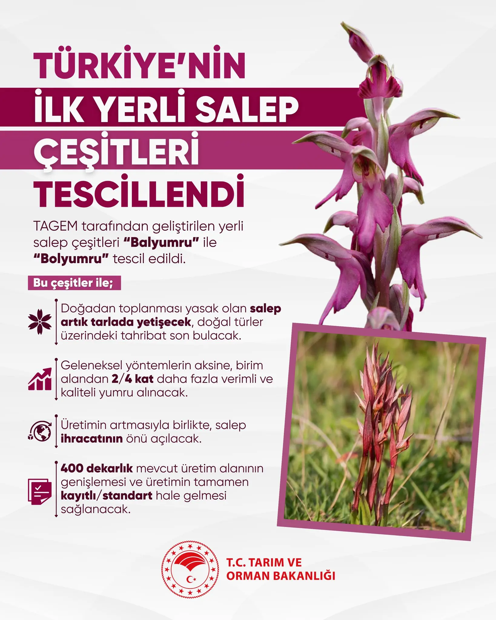 Türkiye’nin yerli salep çeşitleri tescillendi