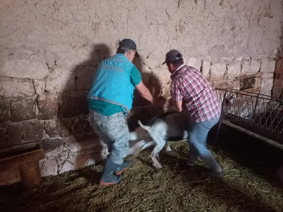 Küçükbaş Hayvanlarda Aşılama Çalışmaları Başladı