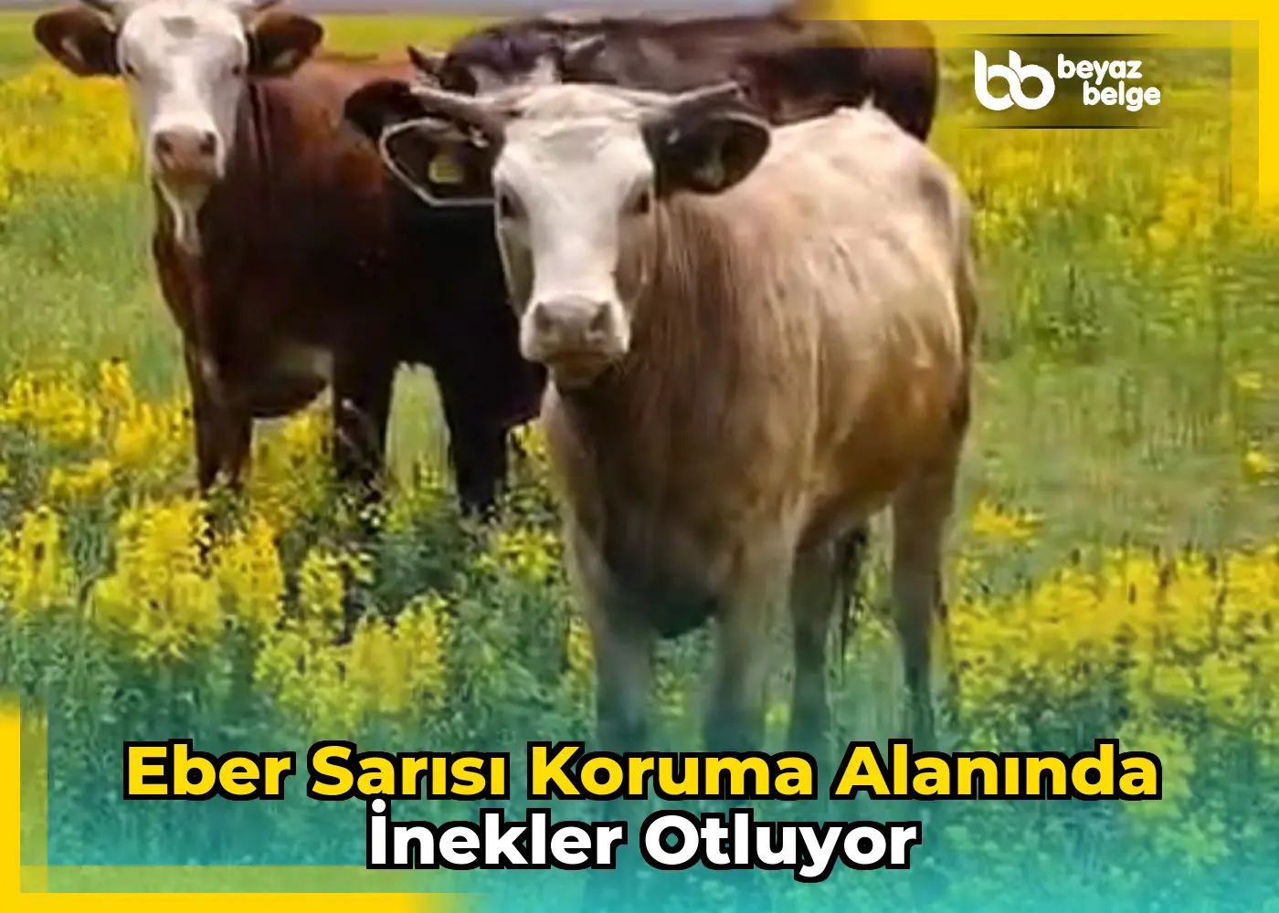 Eber Sarısı Koruma Alanında İnekler Otluyor