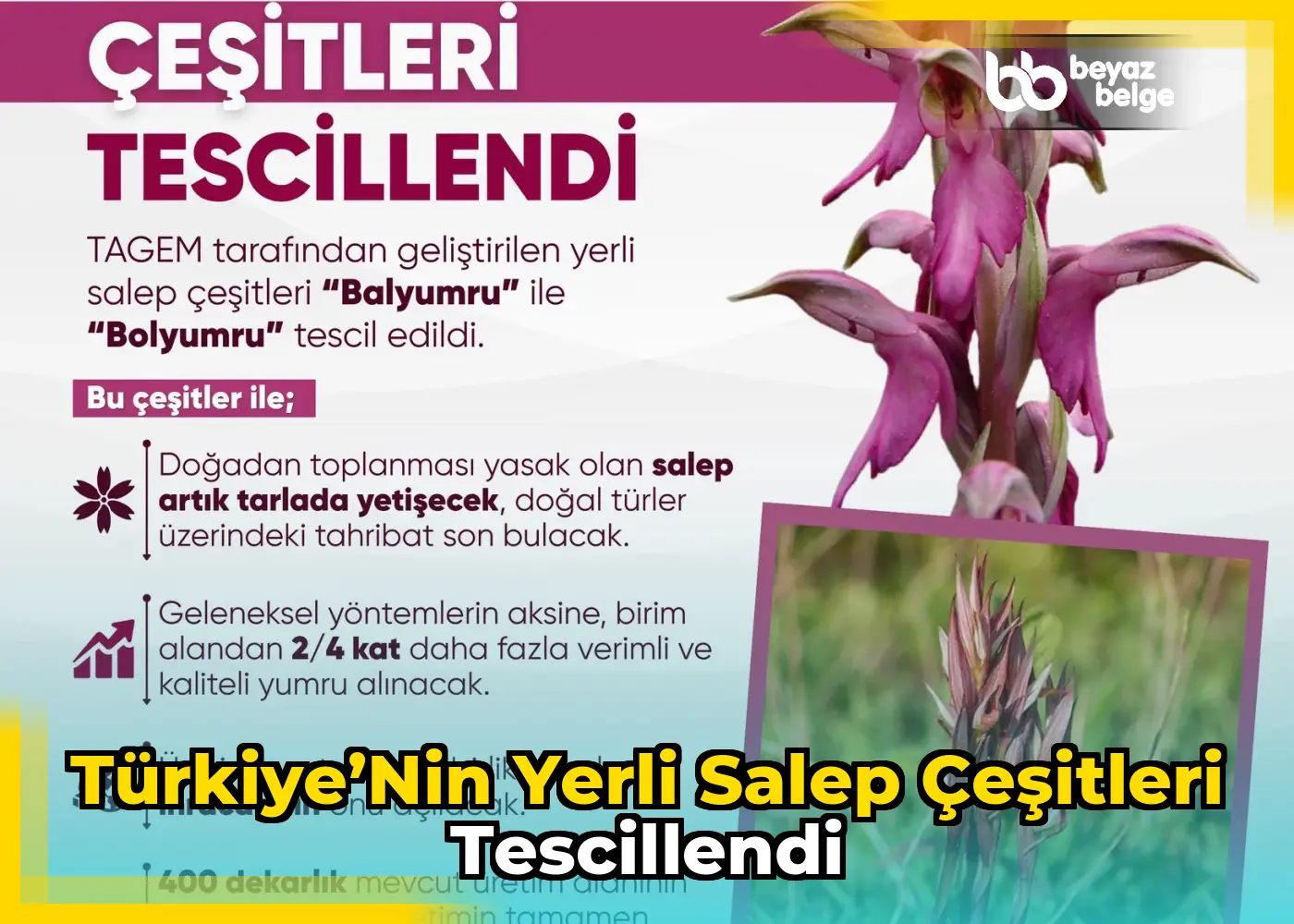 Türkiye’nin yerli salep çeşitleri tescillendi