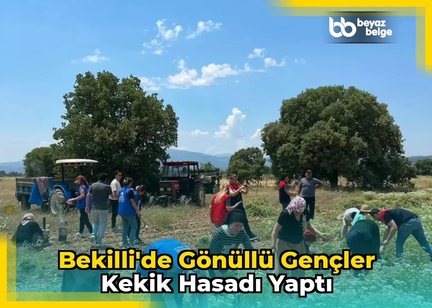 Bekilli'de Gönüllü Gençler Kekik Hasadı Yaptı