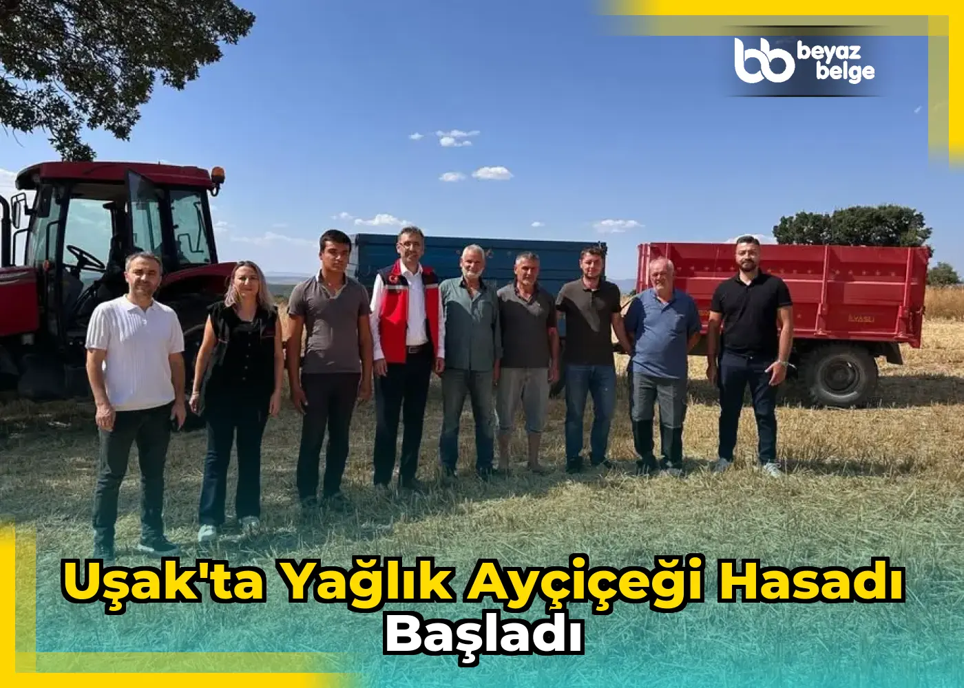 Uşak'ta Yağlık Ayçiçeği Hasadı Başladı